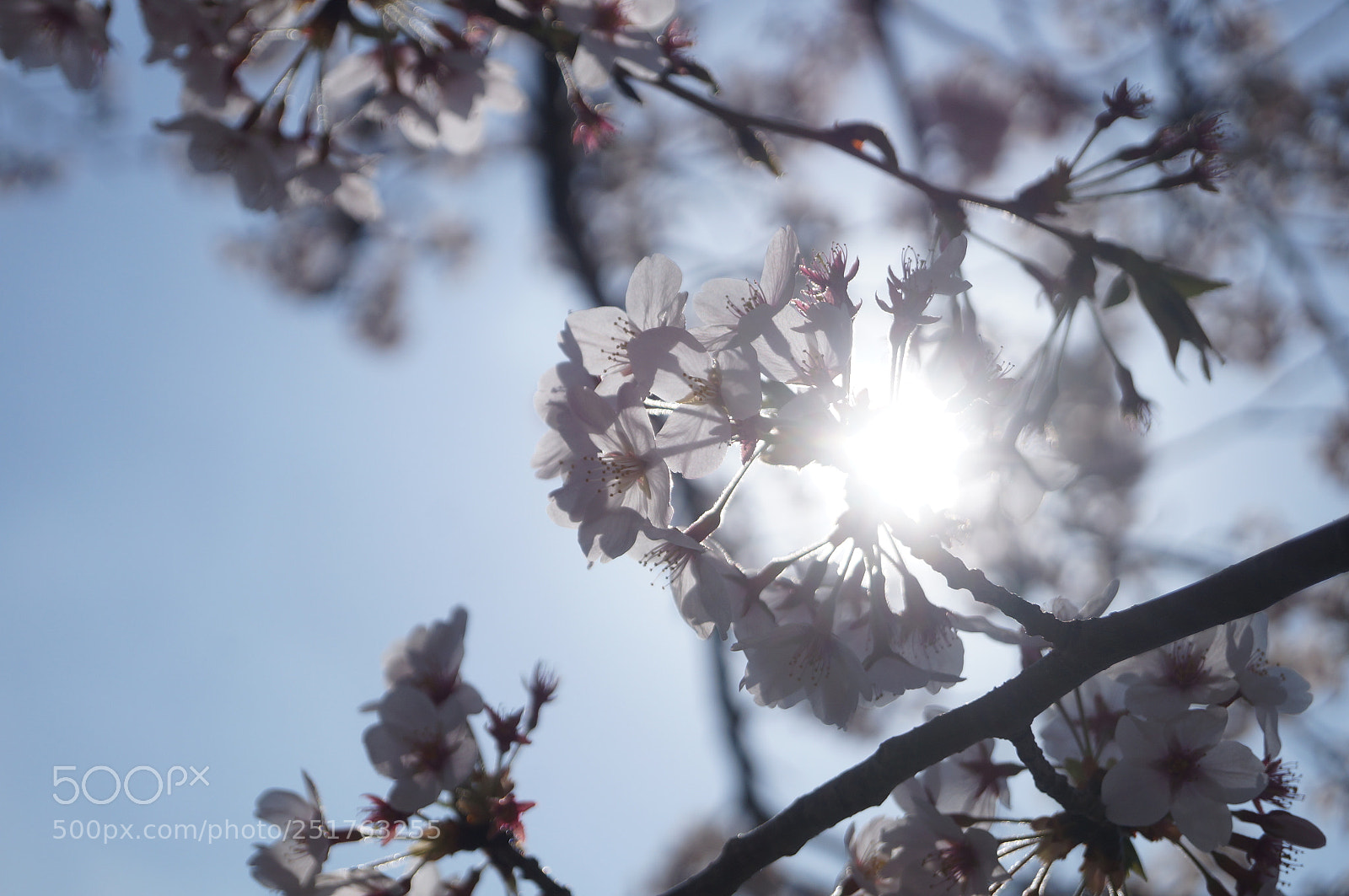 Sony SLT-A57 sample photo. Sakura 2018 photography