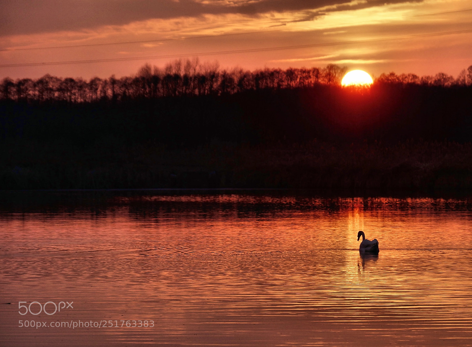 Sony SLT-A77 sample photo. Red swan photography