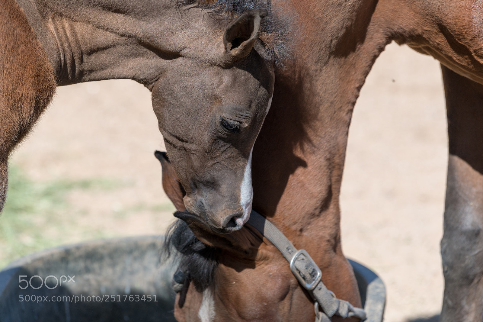 Nikon D850 sample photo. _8500738.jpg photography