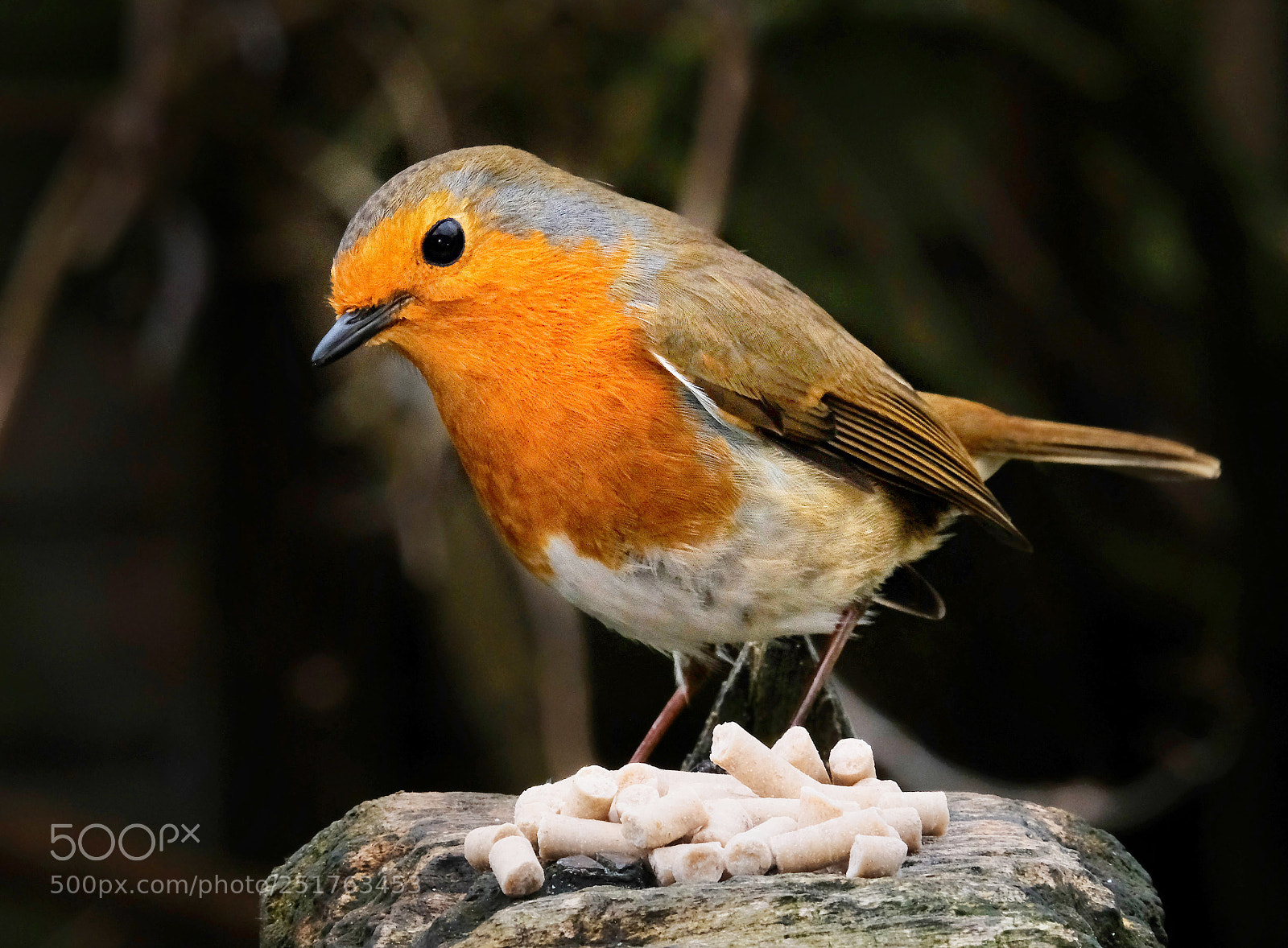 Fujifilm X-T20 sample photo. "easter robin". photography