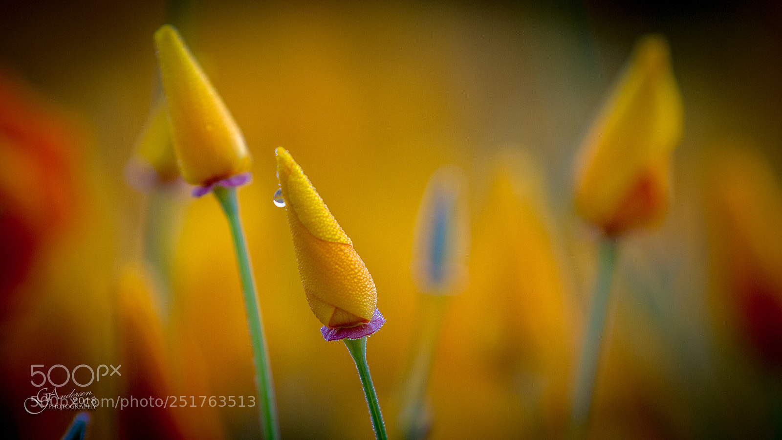 Canon EOS 7D sample photo. Morning dew photography