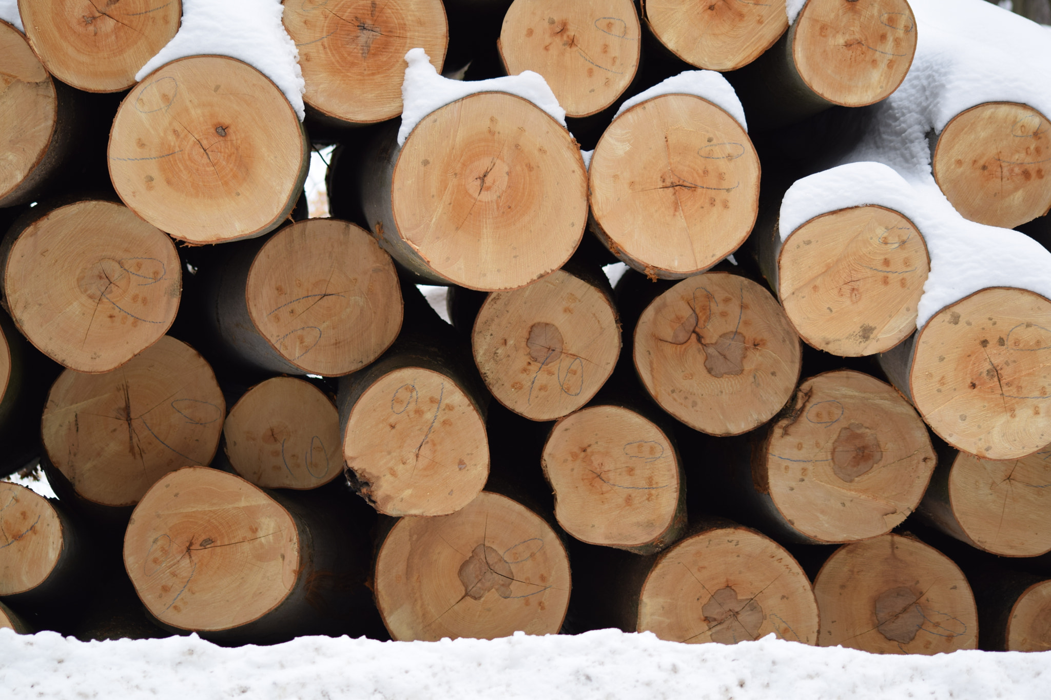 Sigma 70-300mm F4-5.6 APO DG Macro sample photo. Logs photography