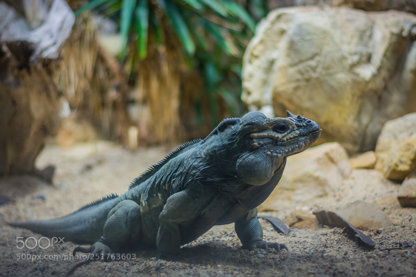 Nikon D5200 sample photo. Rhinoceros iguana photography