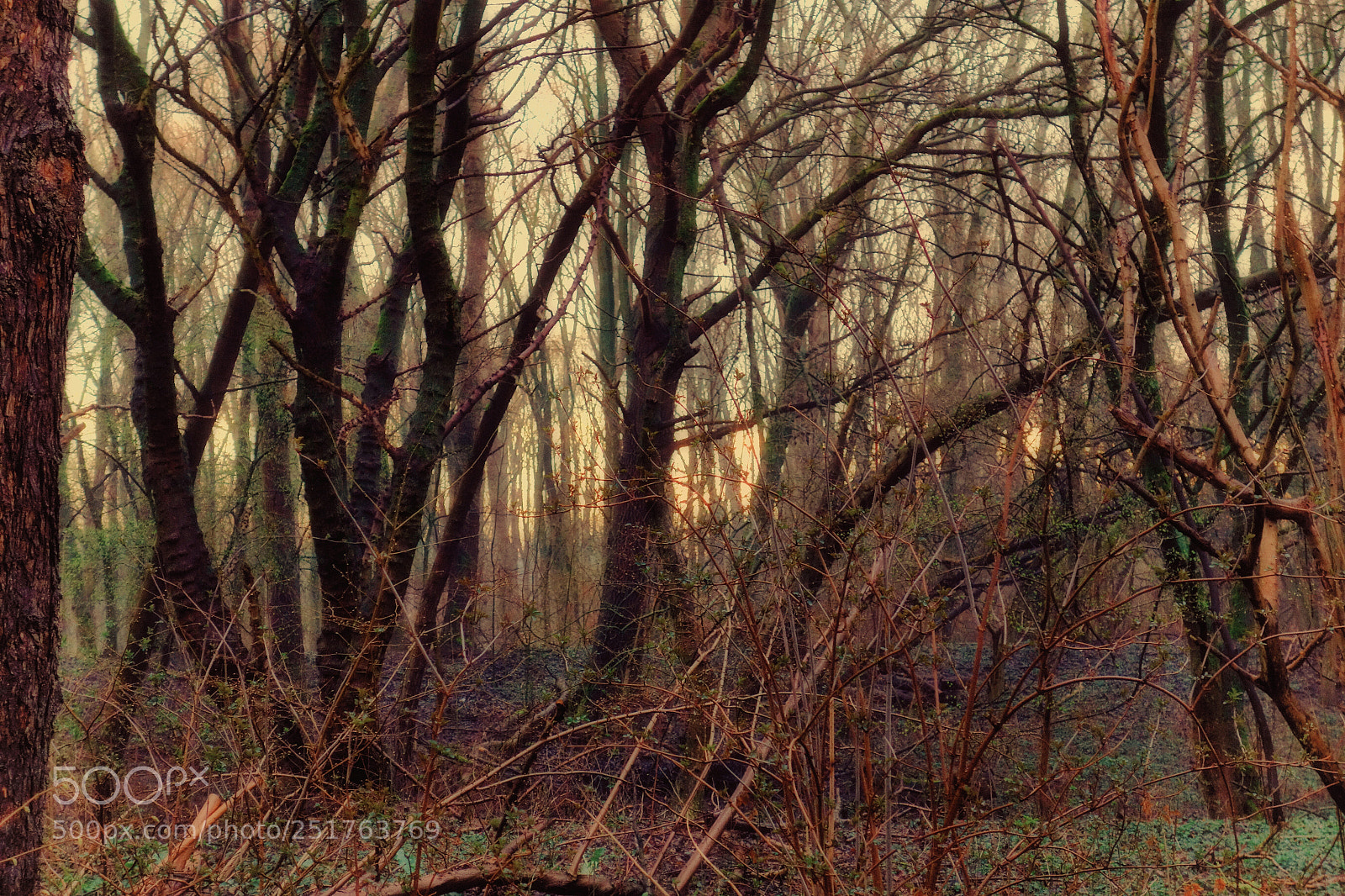 Sony Cyber-shot DSC-RX100 sample photo. Forest dreams photography