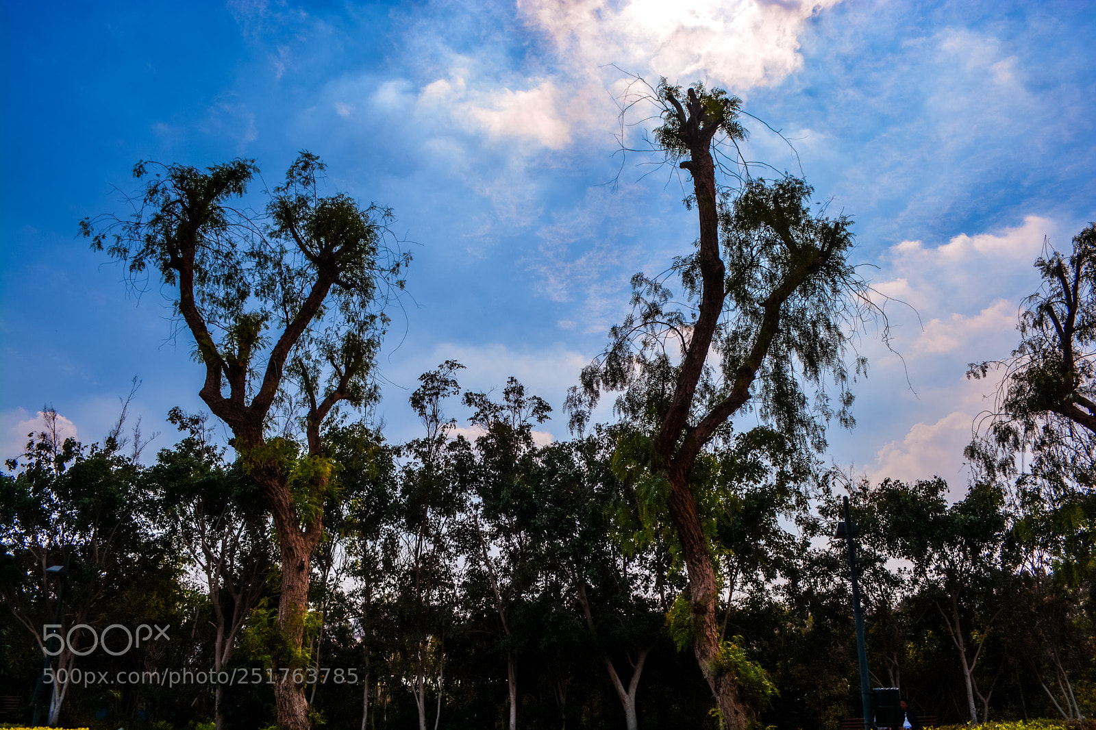 Nikon D5200 sample photo. Trees photography