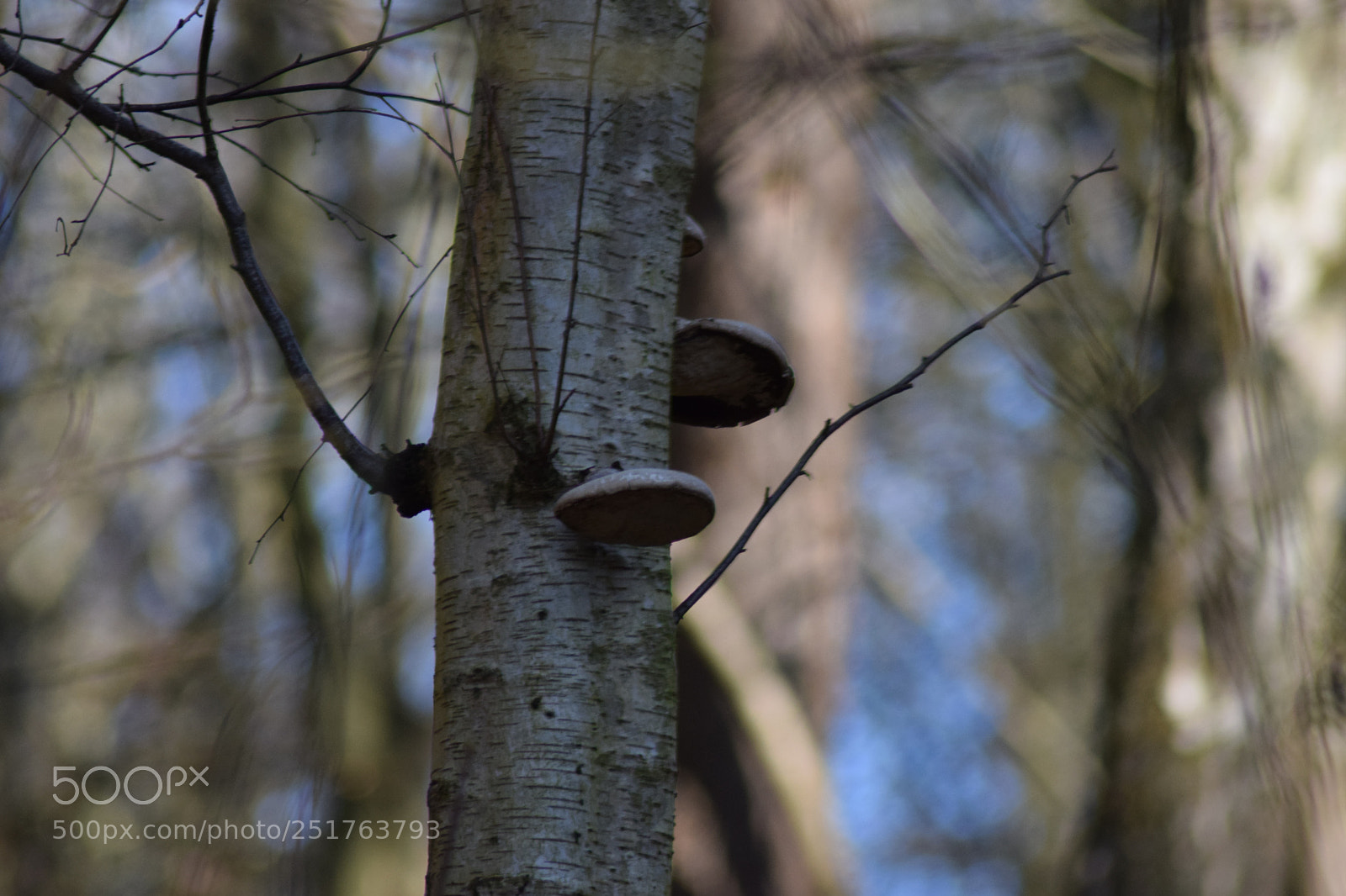 Nikon D5300 sample photo. A day in the photography