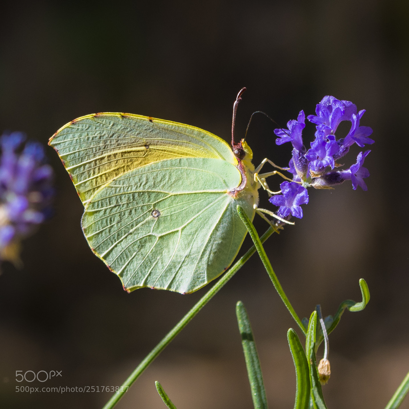Nikon D500 sample photo. Gonepteryx cleopatra photography