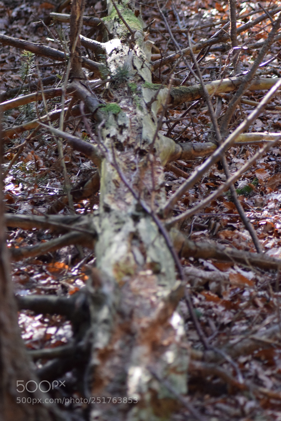Nikon D5300 sample photo. A day in the photography