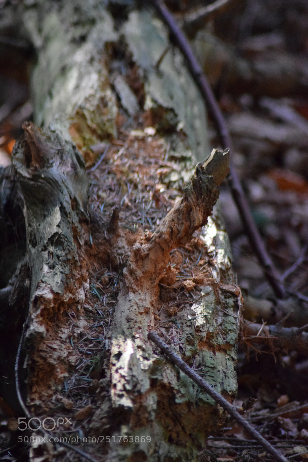 Nikon D5300 sample photo. A day in the photography