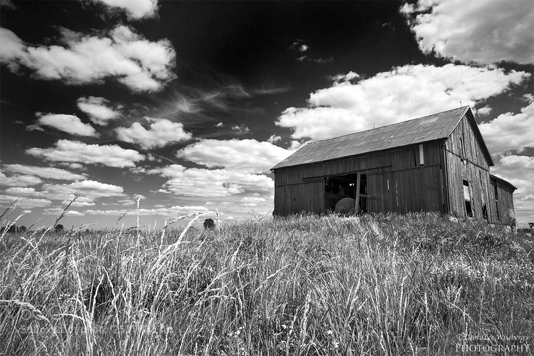 Nikon D800 sample photo. Fields of grain series photography