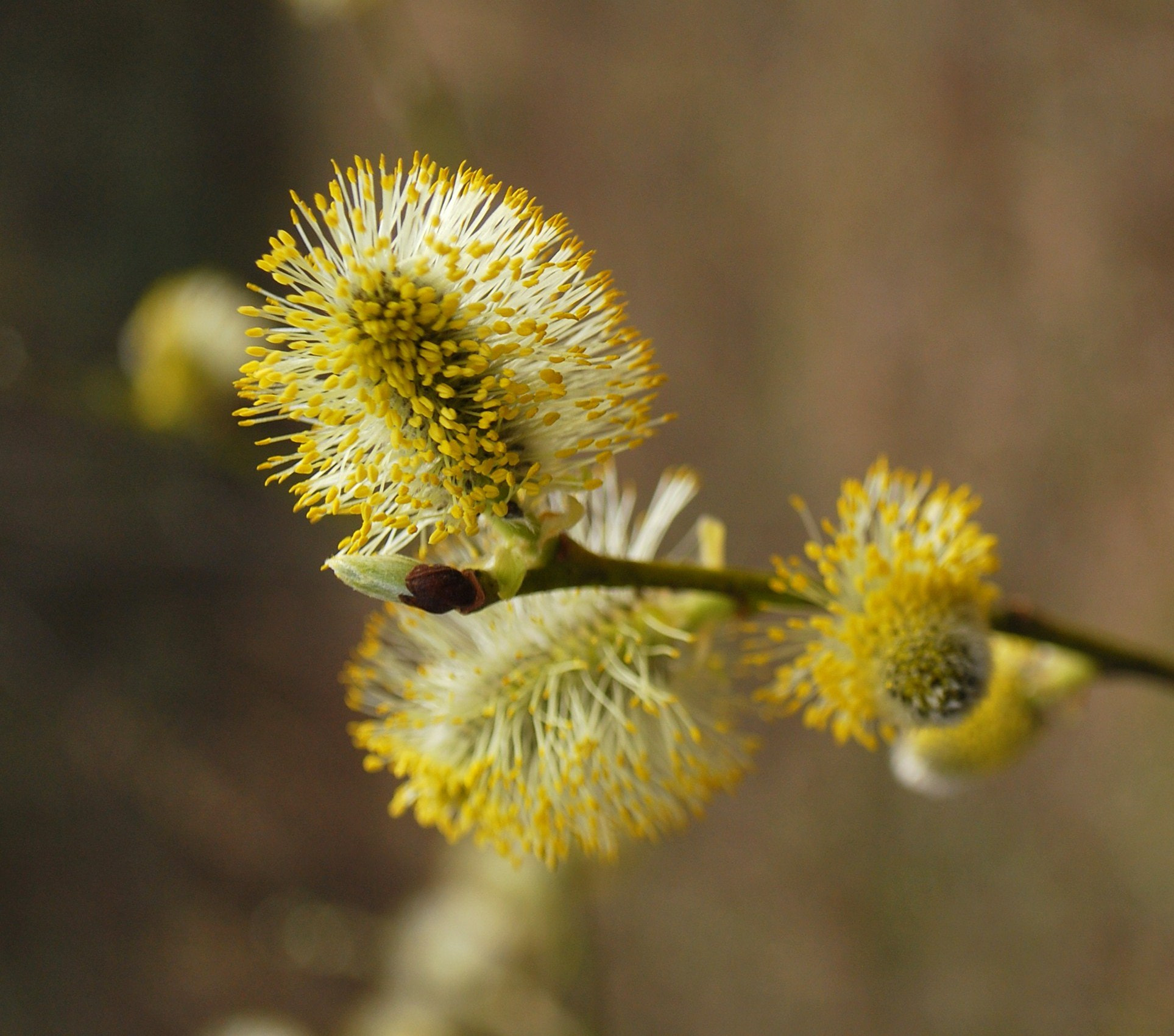 Nikon D60 sample photo. Ffdborig photography