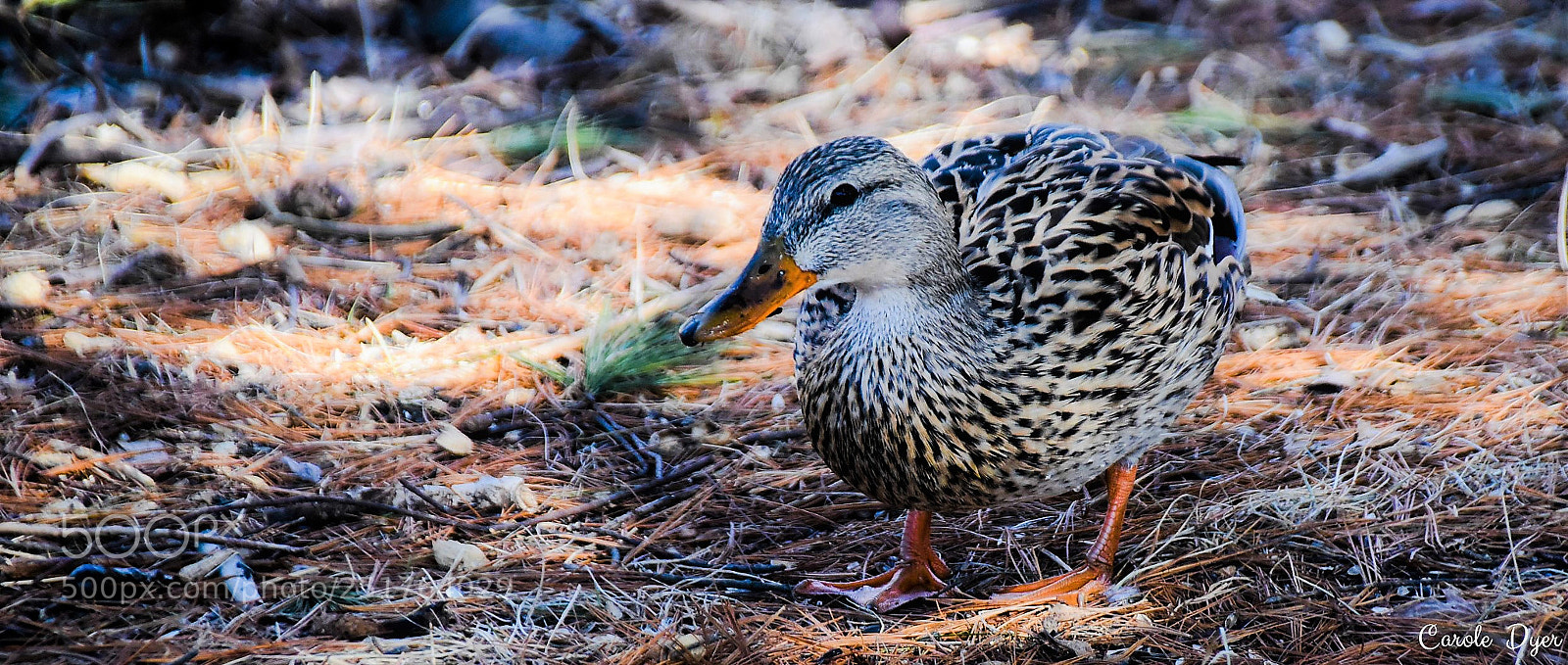 Nikon D5600 sample photo. Female mallard photography