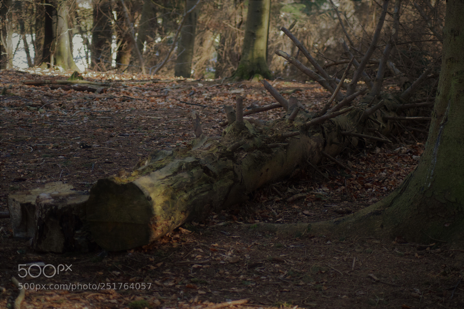 Nikon D5300 sample photo. A day in the photography
