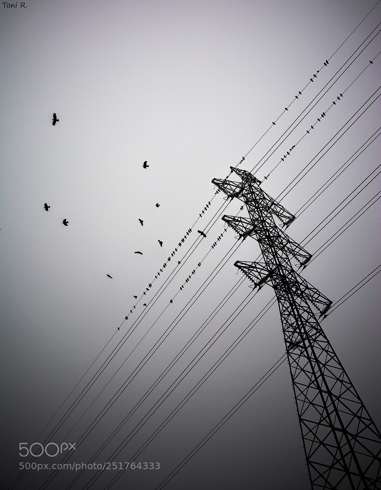 Nikon D7100 sample photo. Birds photography