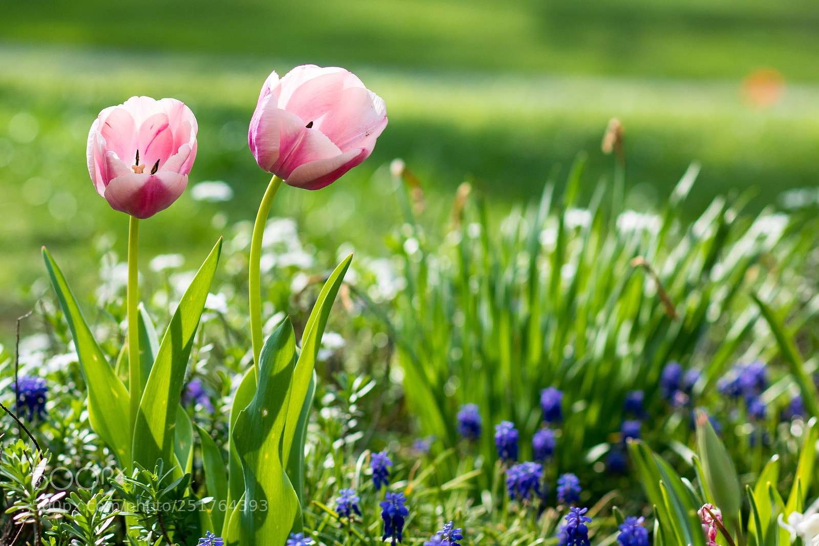 Canon EOS 750D (EOS Rebel T6i / EOS Kiss X8i) sample photo. Easter tulips photography