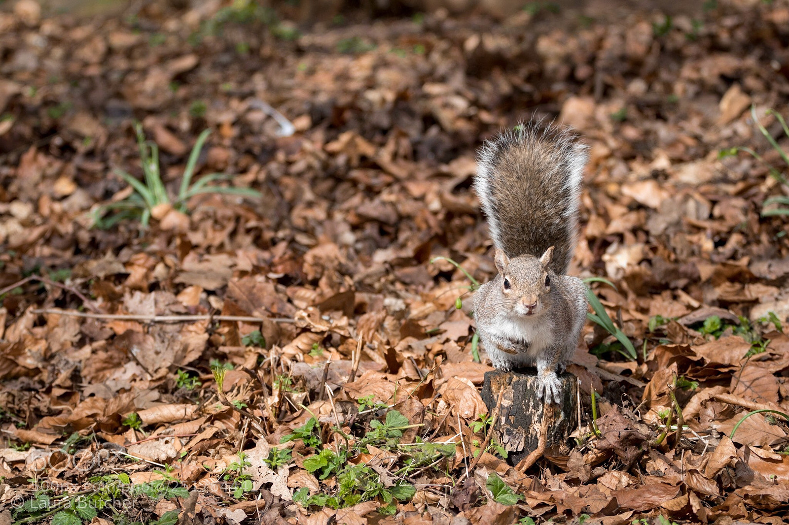 Canon EOS 80D sample photo. Squirrel! photography