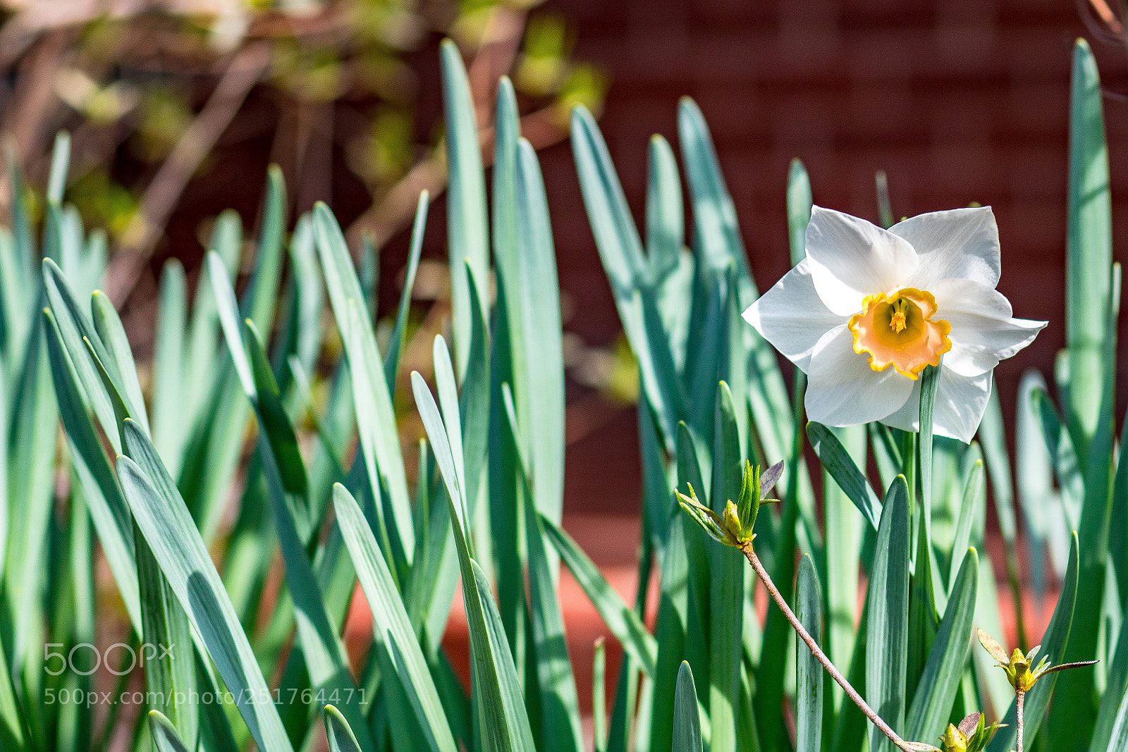 Canon EOS 750D (EOS Rebel T6i / EOS Kiss X8i) sample photo. Easter lily photography