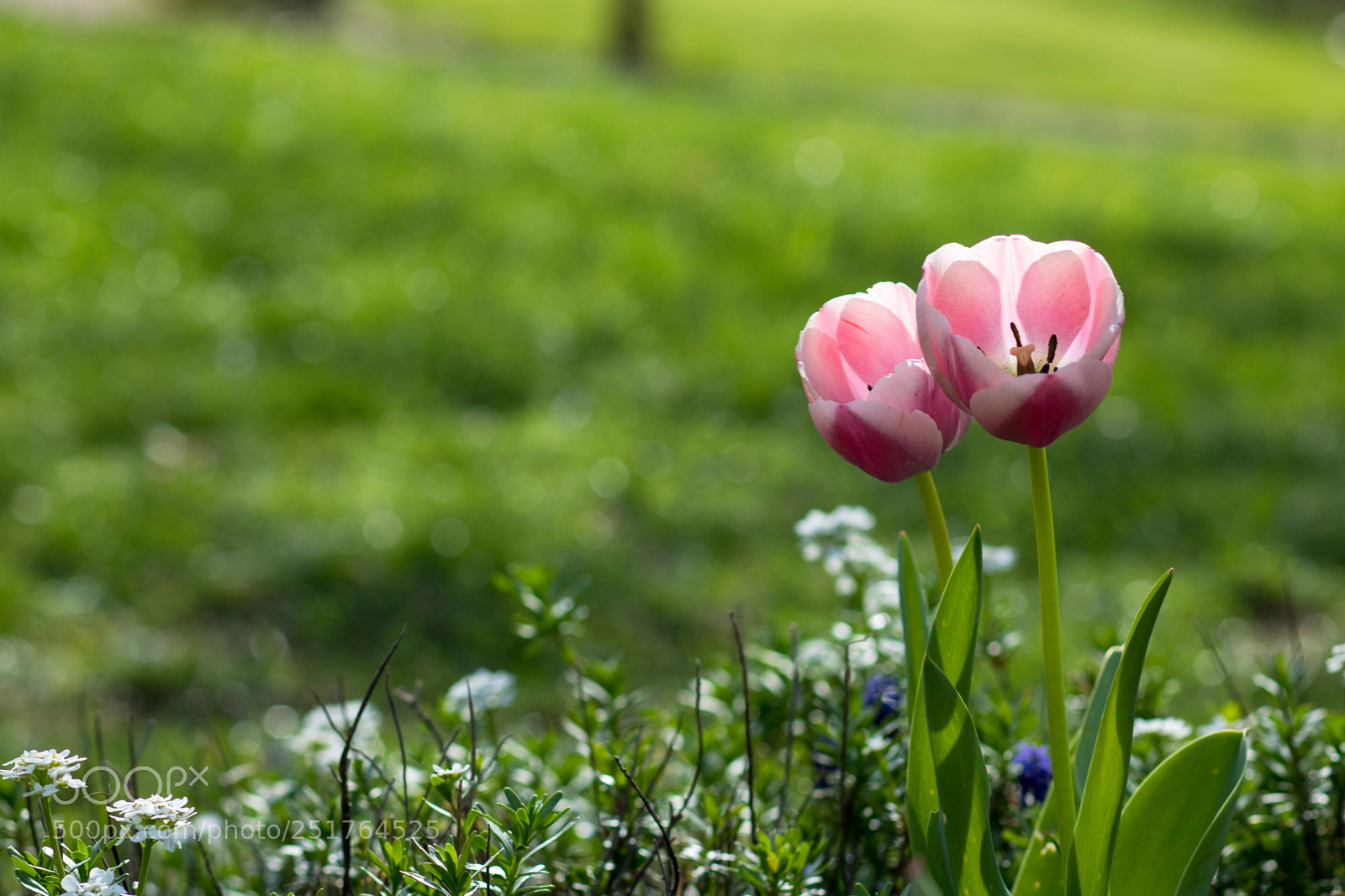 Canon EOS 750D (EOS Rebel T6i / EOS Kiss X8i) sample photo. Easter tulips 2 photography