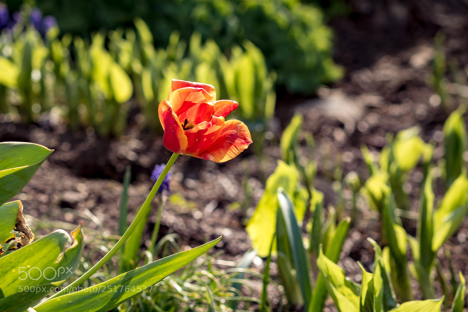 Canon EOS 750D (EOS Rebel T6i / EOS Kiss X8i) sample photo. Tulip sunrise photography