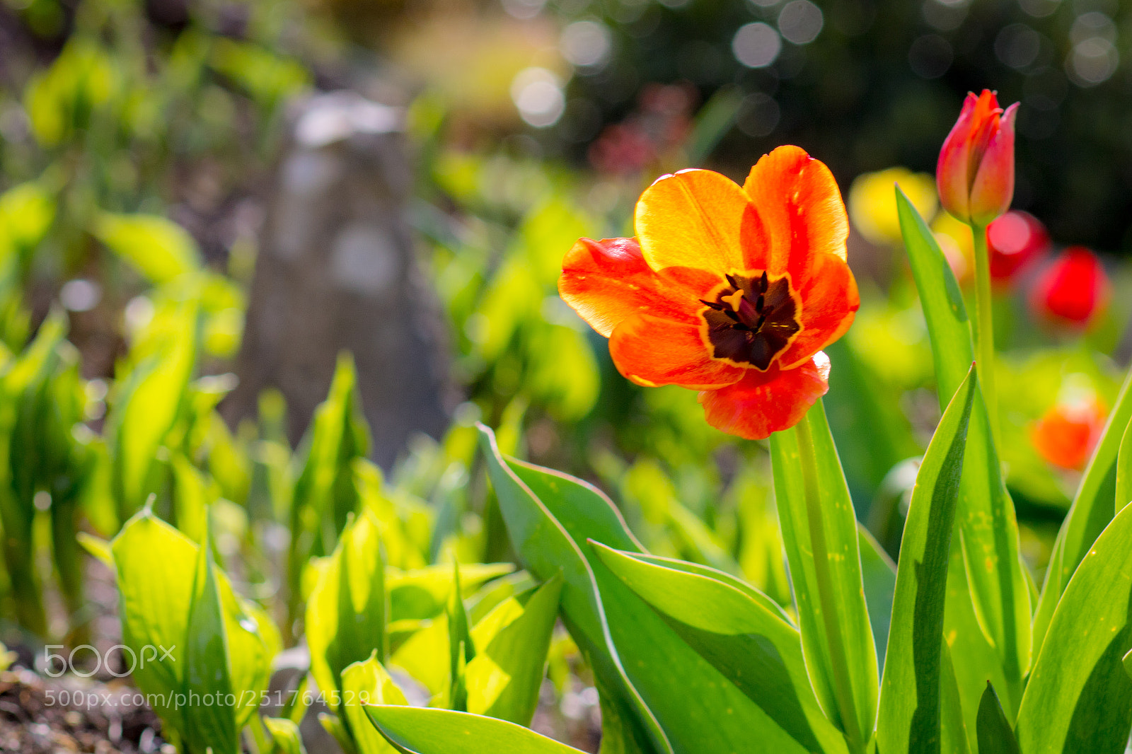 Canon EOS 750D (EOS Rebel T6i / EOS Kiss X8i) sample photo. Easter tulip burst photography