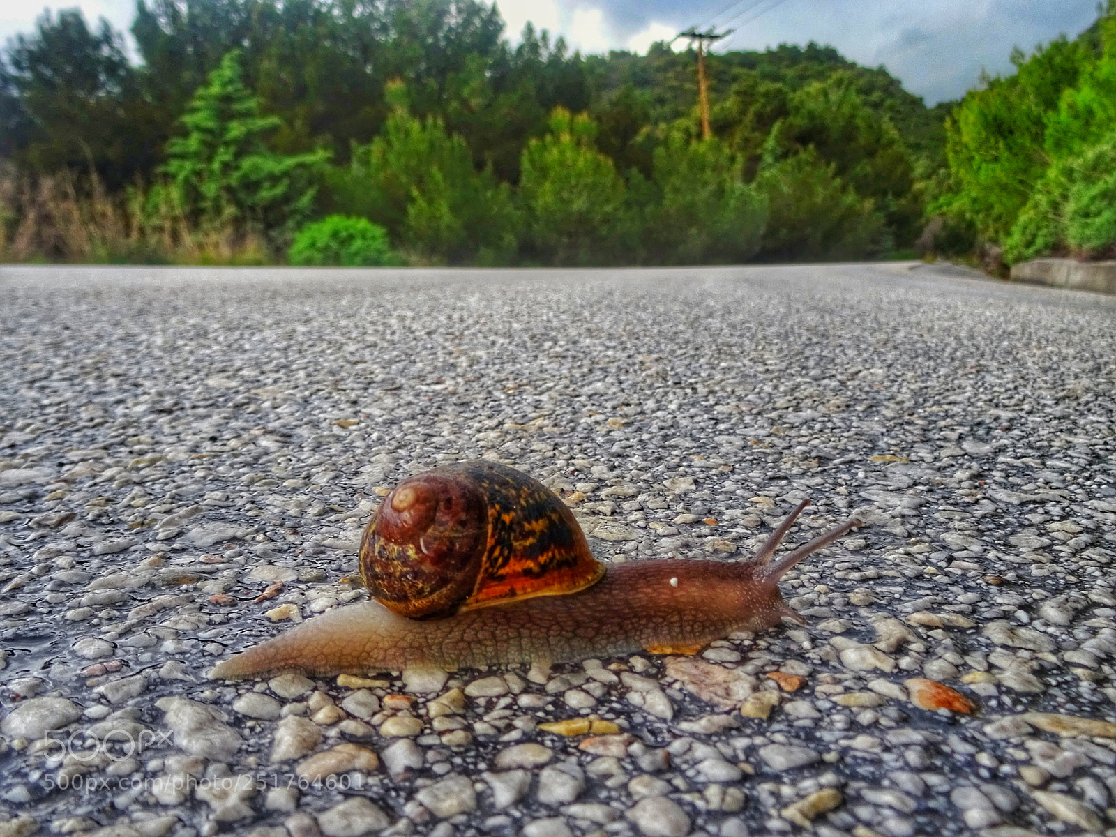 Sony DSC-HX60 sample photo. Snail on the road photography