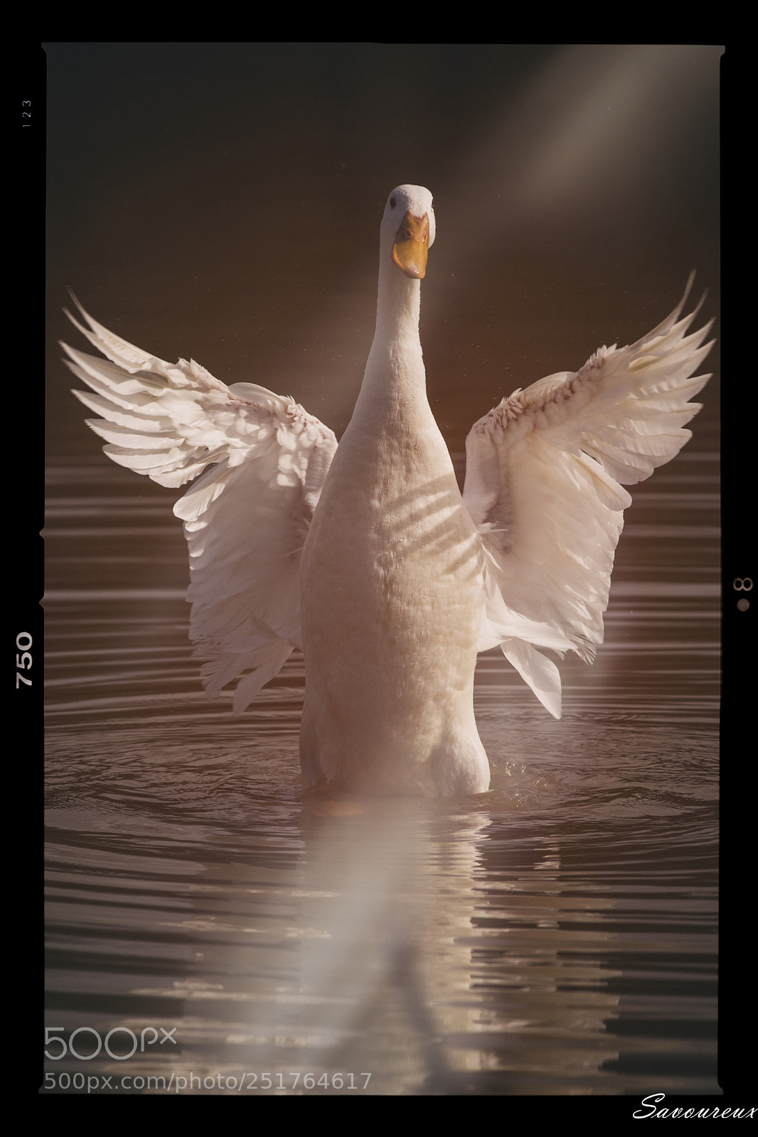 Nikon D5500 sample photo. Un ange photography