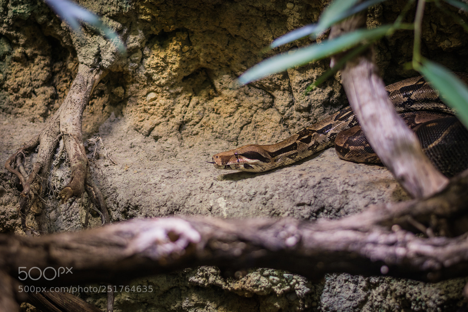 Nikon D5200 sample photo. Boa constrictor photography