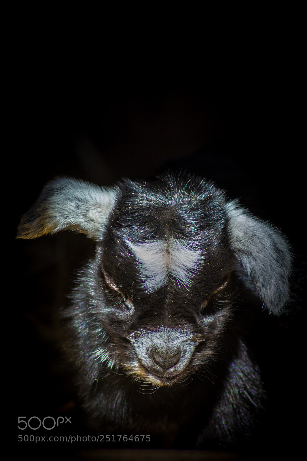Nikon D7100 sample photo. Kleine ziege photography