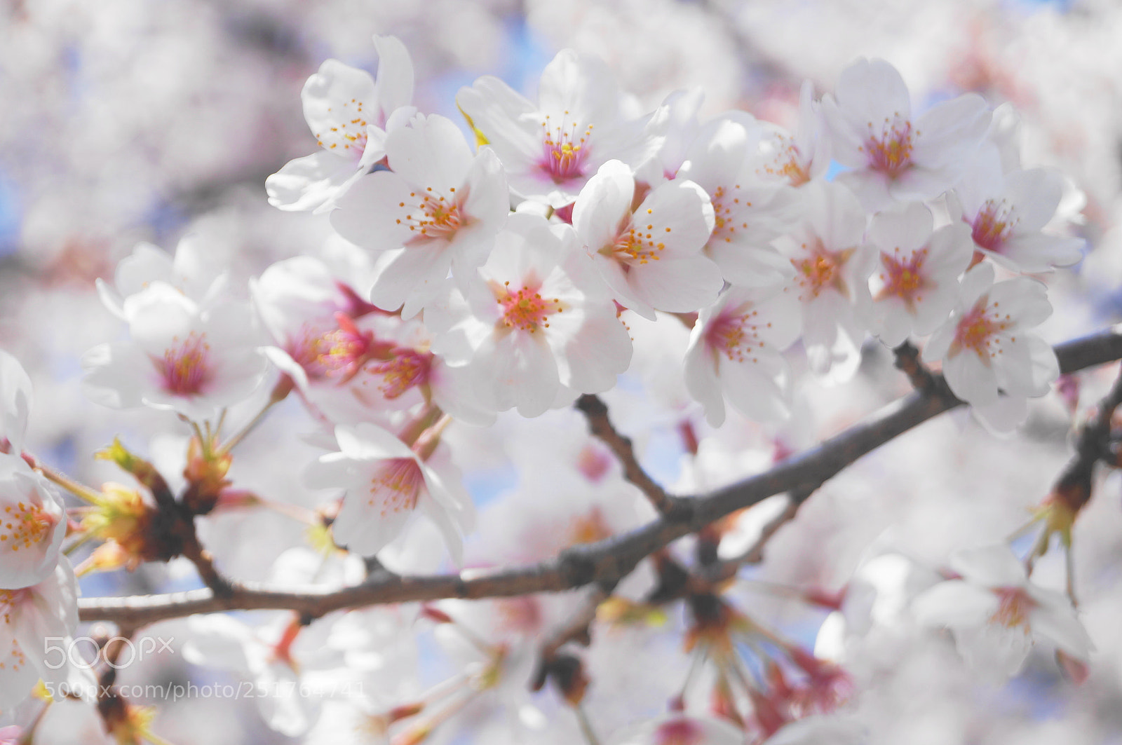 Sony SLT-A57 sample photo. Sakura 2018 photography