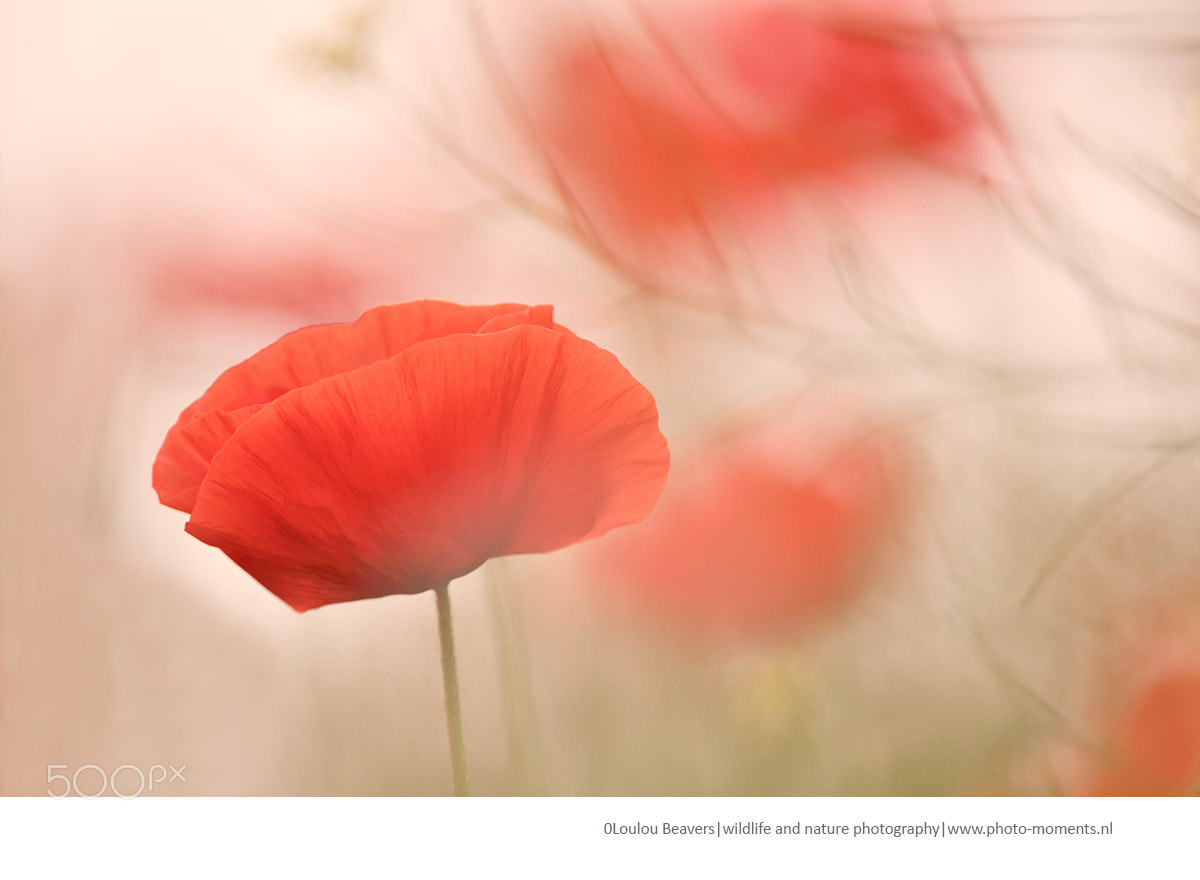 Nikon D300 sample photo. Poppy dreams photography