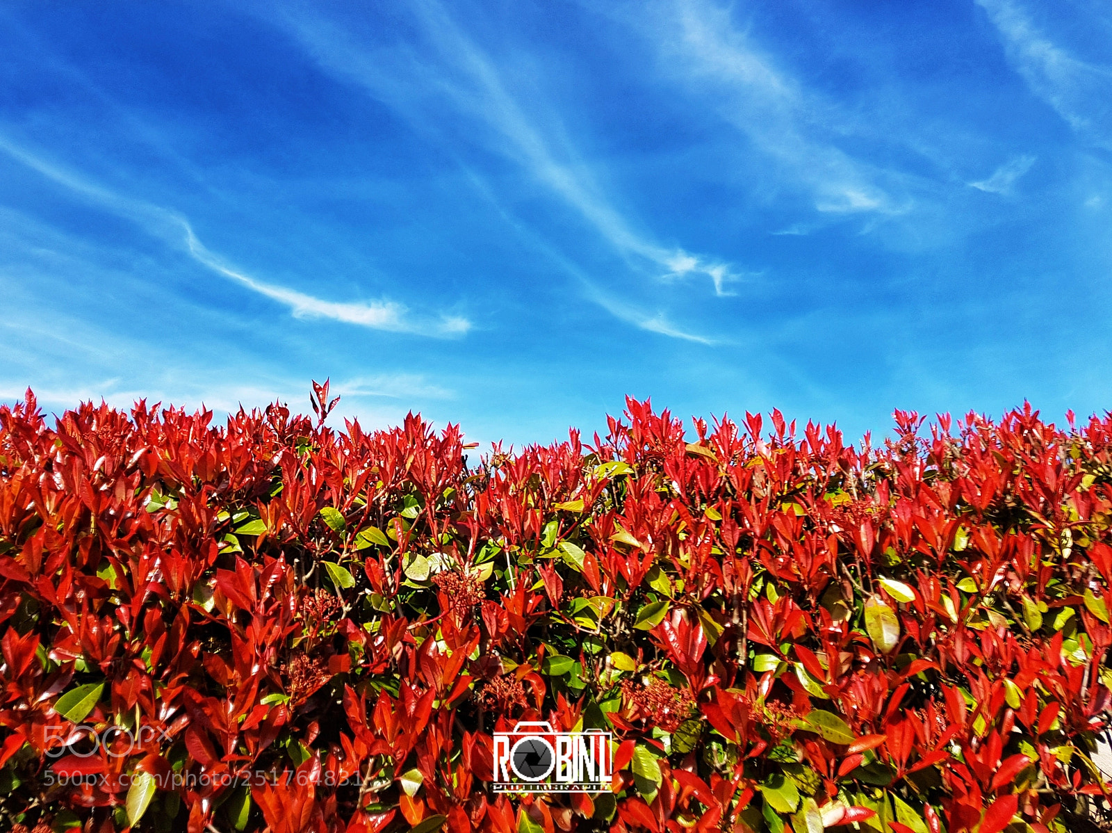 Samsung Galaxy S8+ sample photo. Red and blue photography