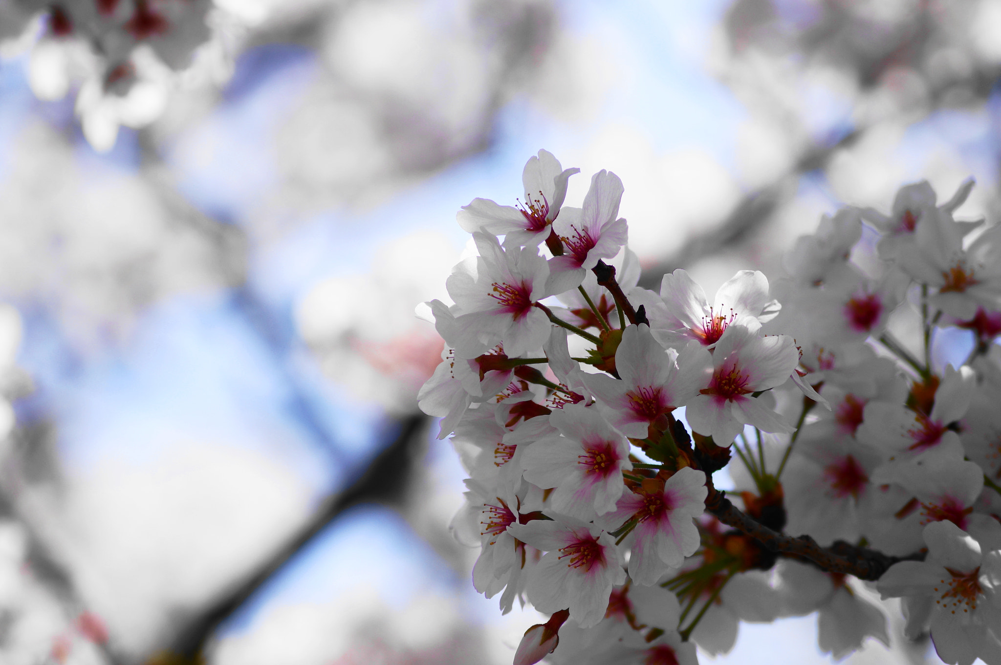 Sony DT 55-200mm F4-5.6 SAM sample photo. Sakura 2018 photography