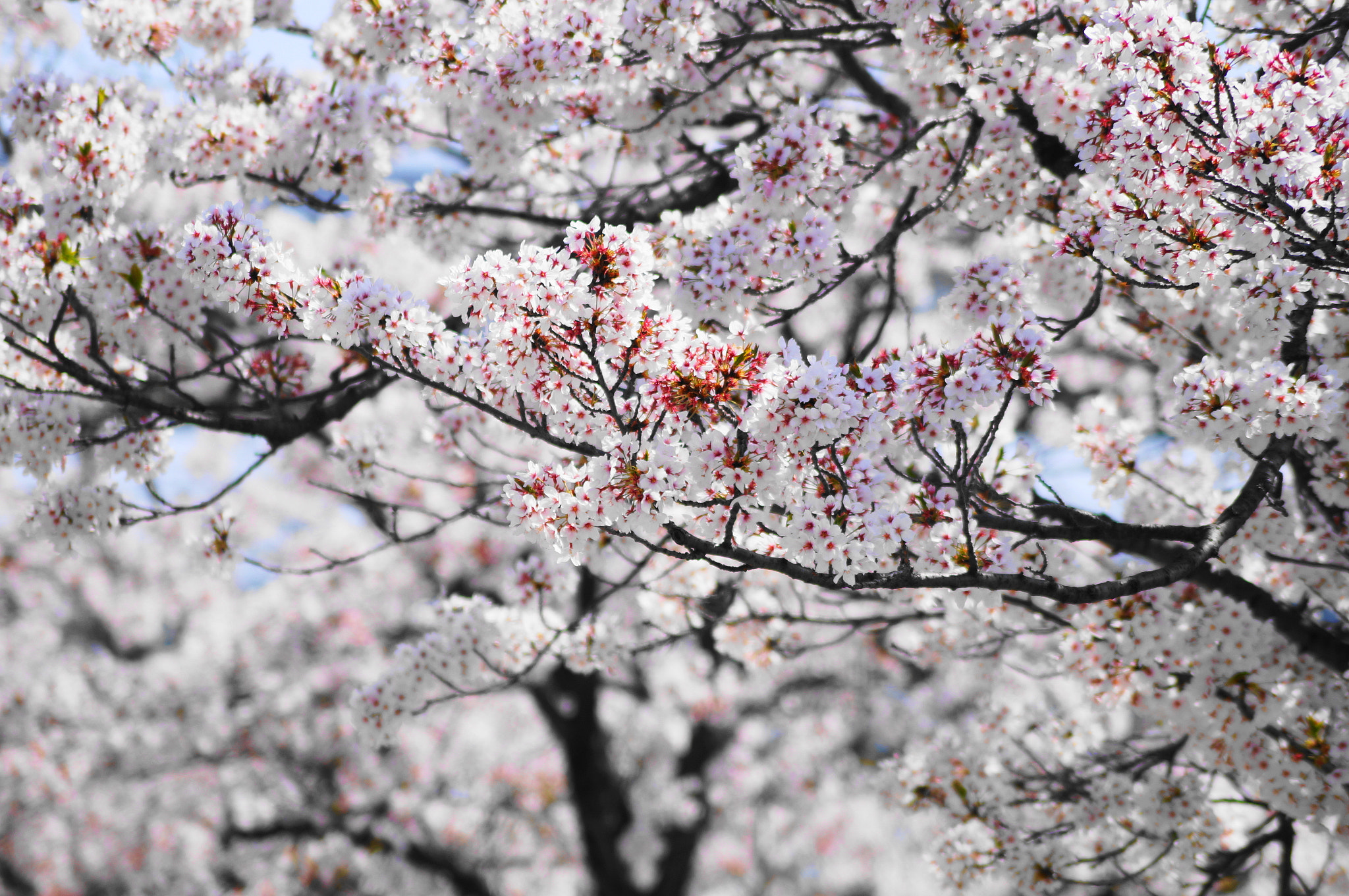 Sony DT 55-200mm F4-5.6 SAM sample photo. Sakura 2018 photography