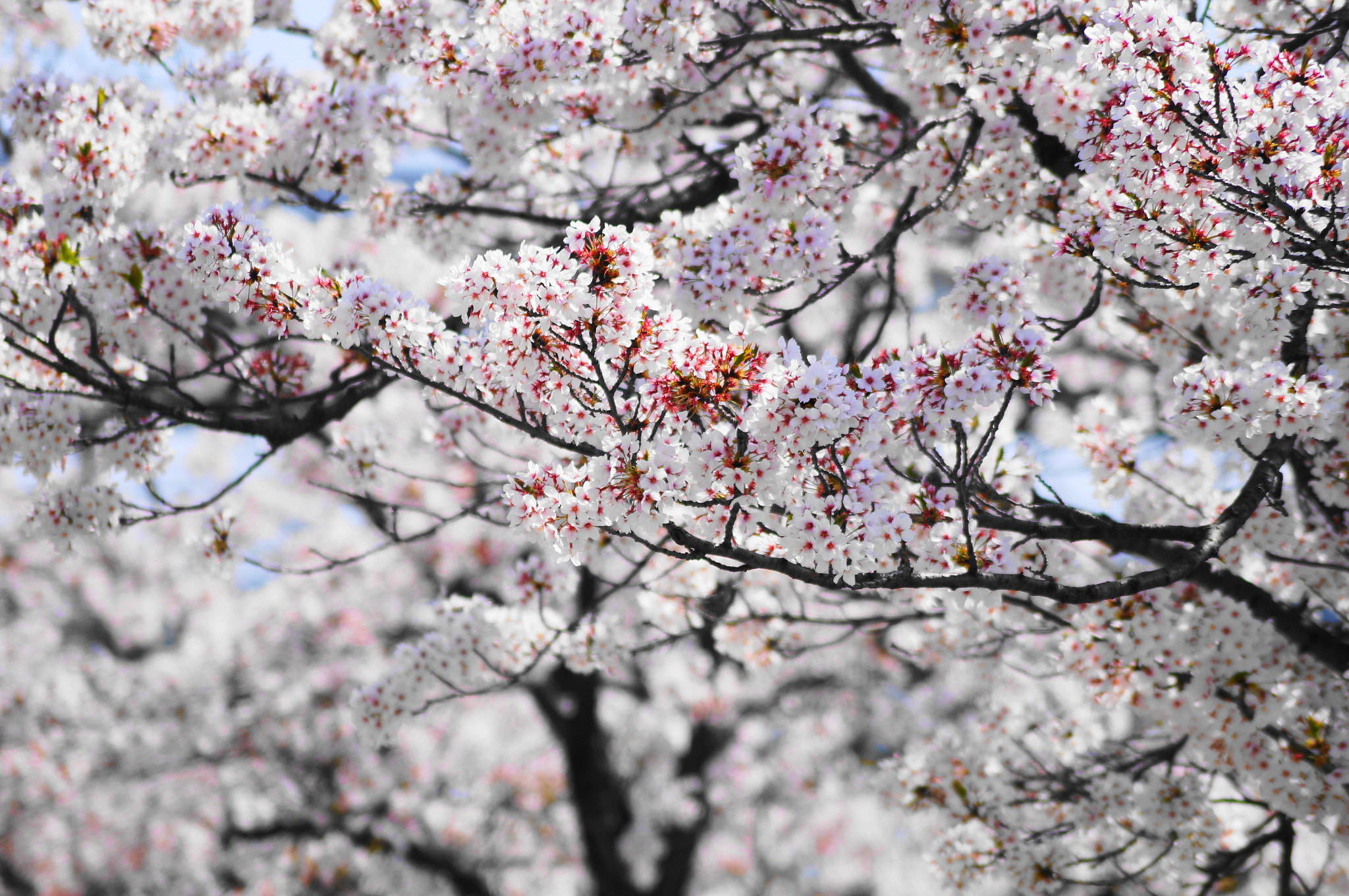 Sony SLT-A57 + Sony DT 55-200mm F4-5.6 SAM sample photo. Sakura 2018 photography