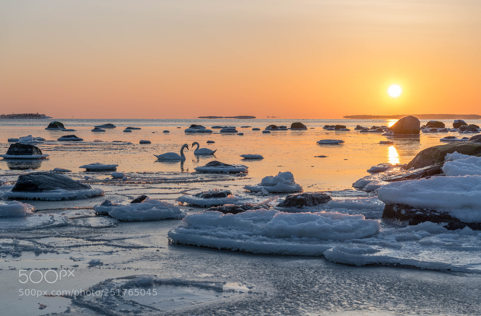 Nikon D850 sample photo. Sunset swans photography