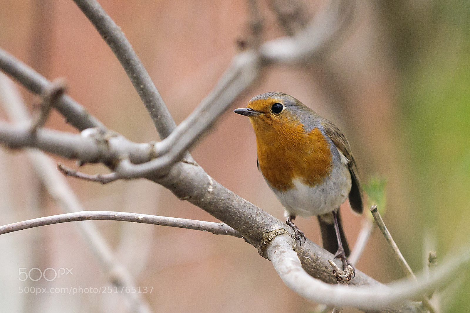 Canon EOS 5D Mark IV sample photo. Robin photography