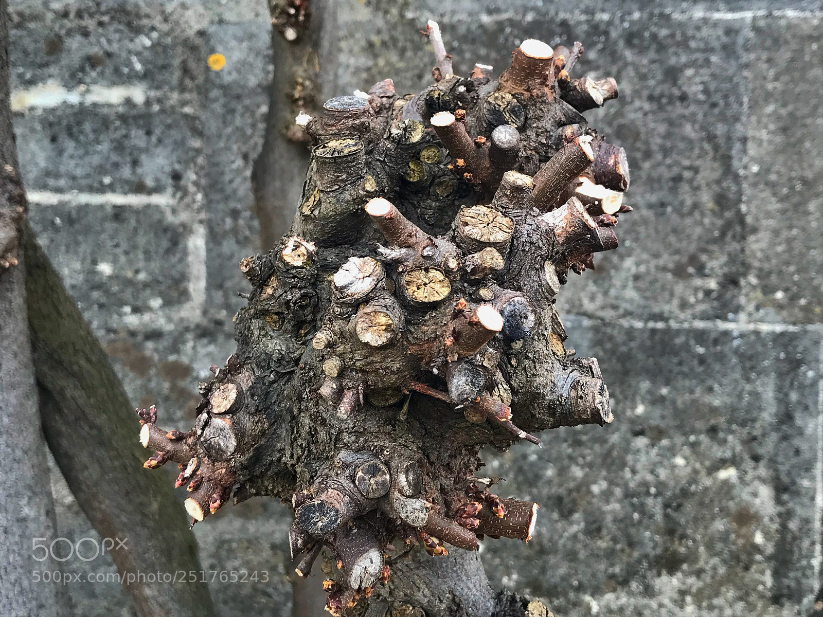 Apple iPhone 7 sample photo. Stone / not stone photography
