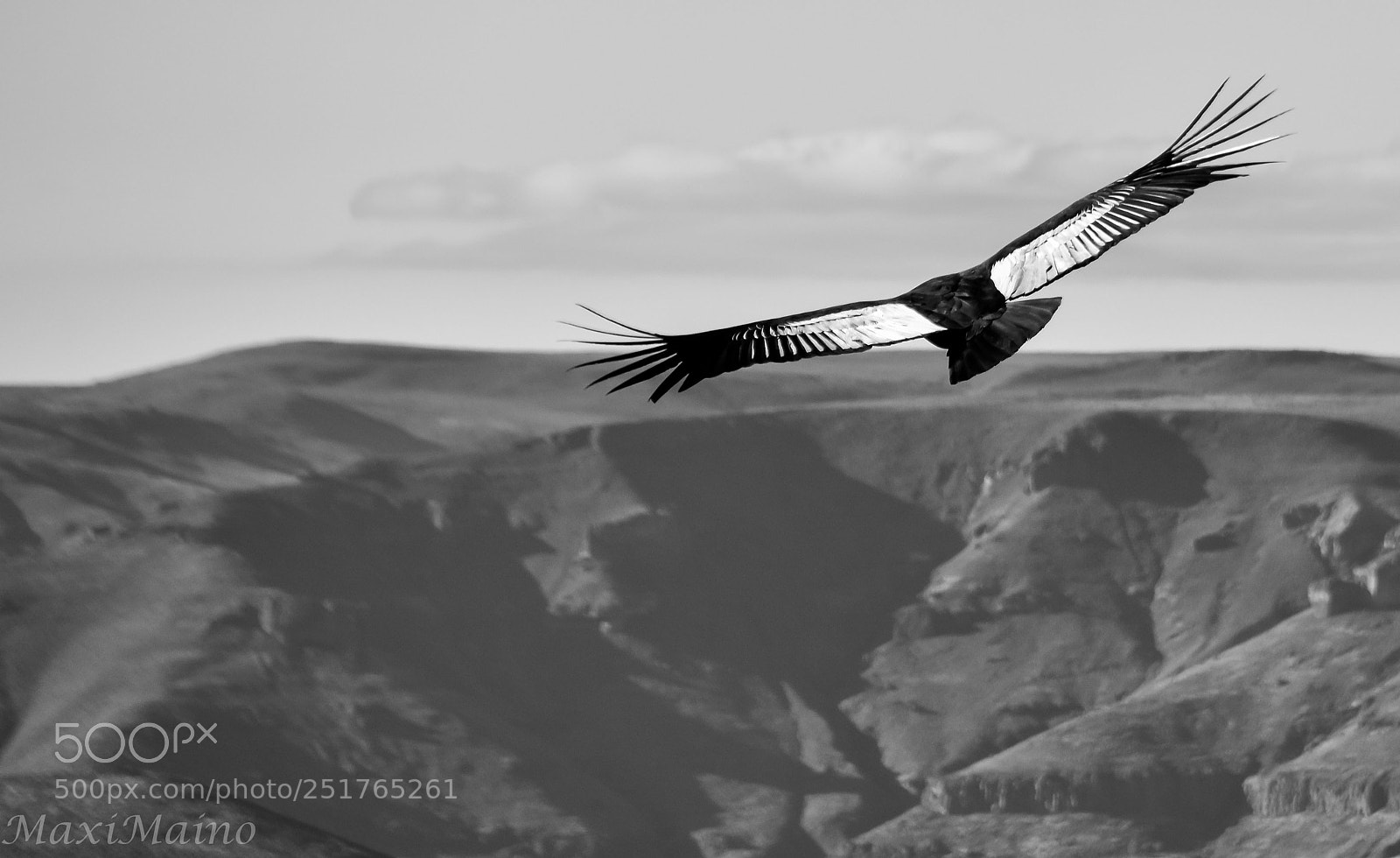 Nikon D7200 sample photo. Condor photography