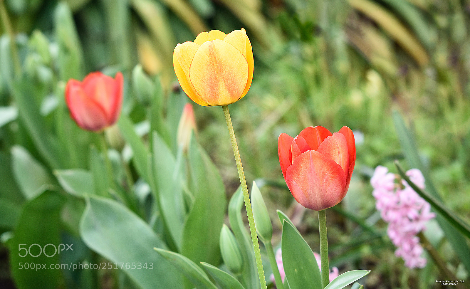 Nikon D810 sample photo. Forte come i colori photography
