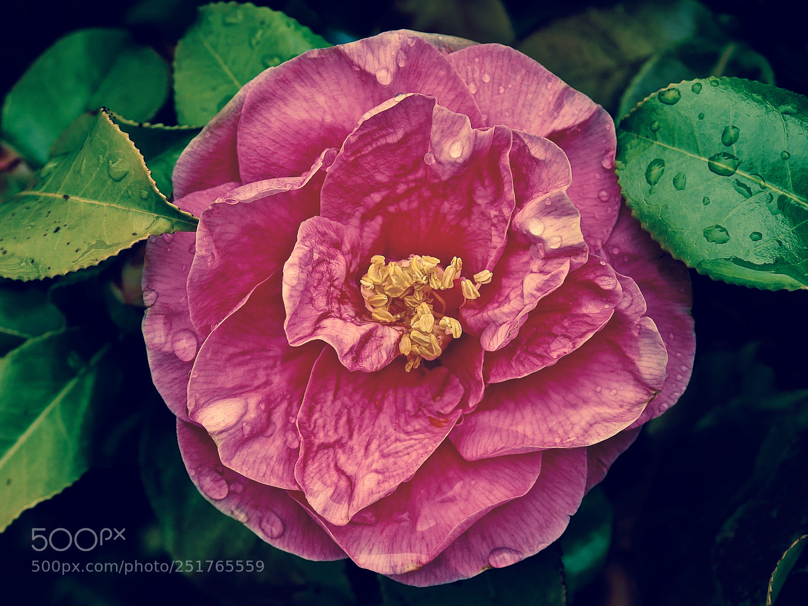 Panasonic Lumix DMC-GX85 (Lumix DMC-GX80 / Lumix DMC-GX7 Mark II) sample photo. Camelia in the rain photography