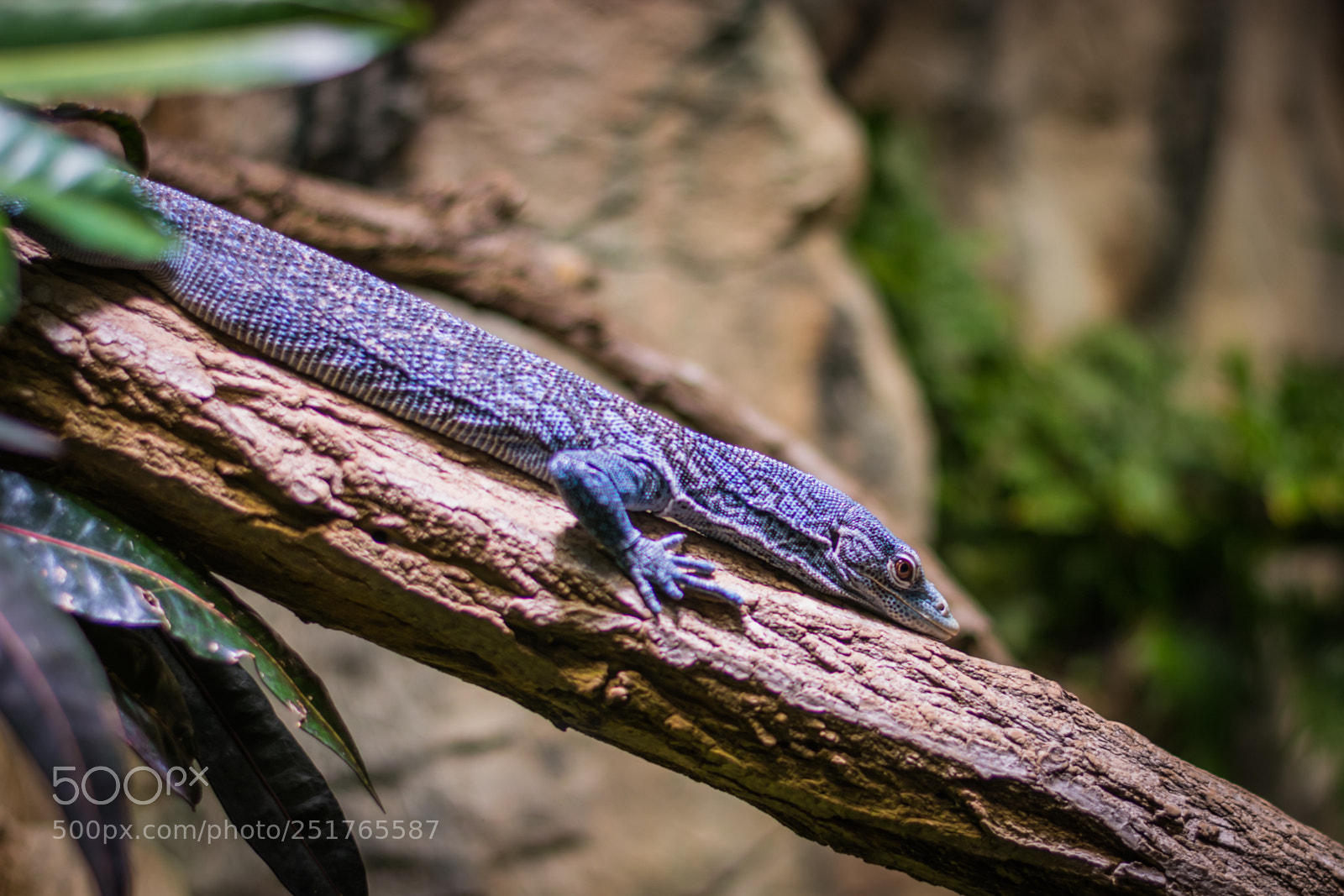 Nikon D5200 sample photo. Blue-spotted tree monitor photography