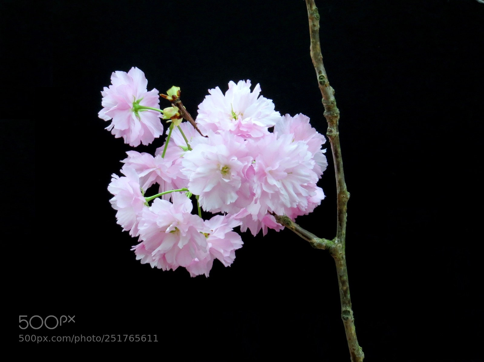 Canon PowerShot SX50 HS sample photo. Prunus kanzan photography