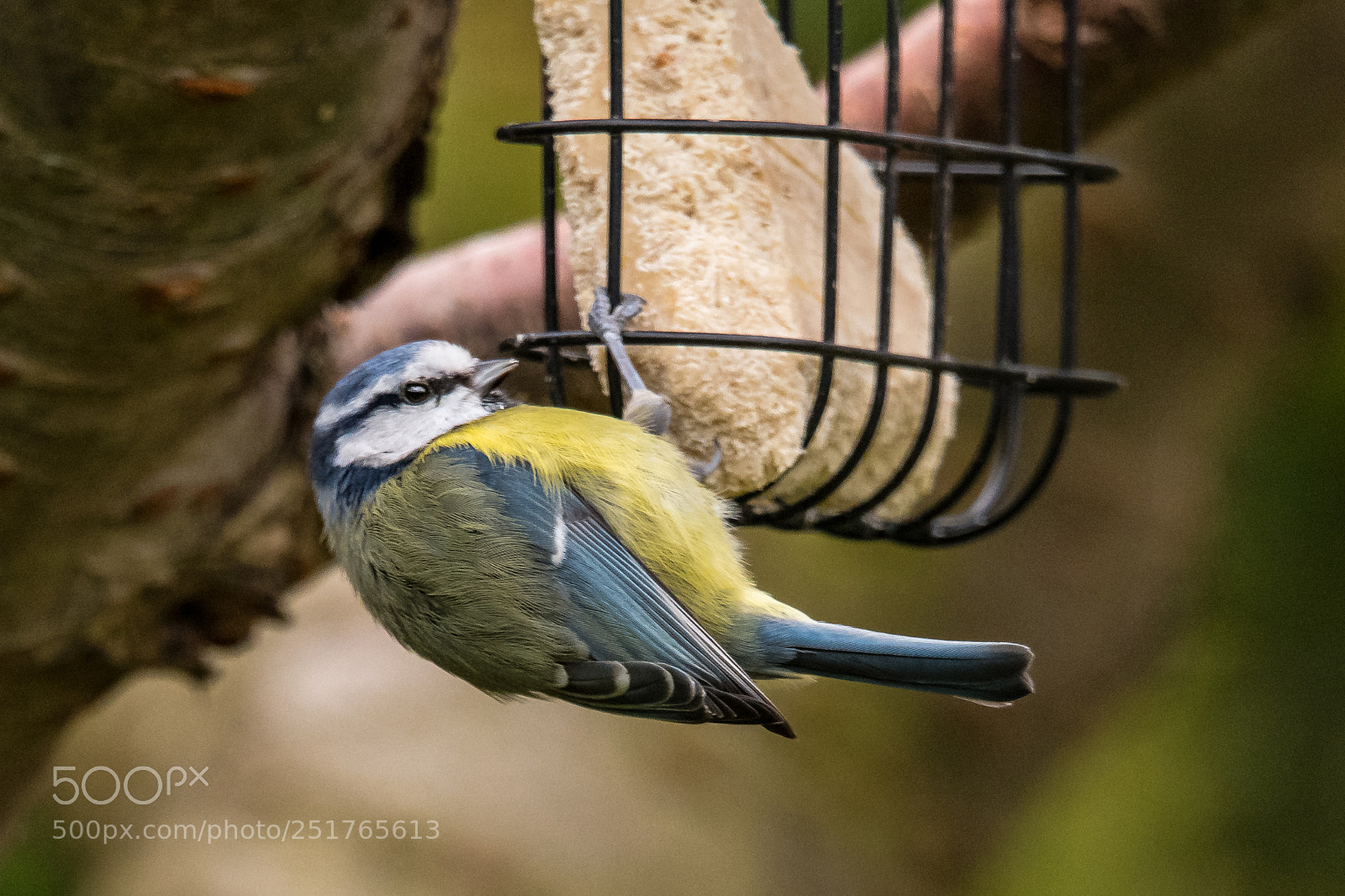 Nikon D850 sample photo. Swinging blue tit photography