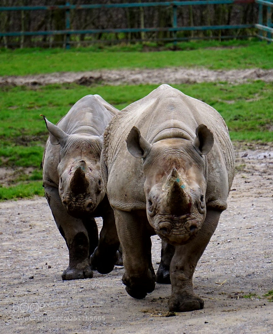 Sony a6000 sample photo. #rhinos photography