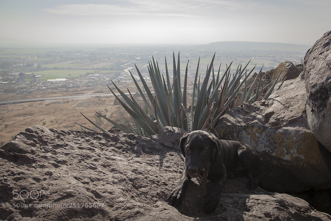 Canon EOS 5D Mark II sample photo. Balu comiendo photography