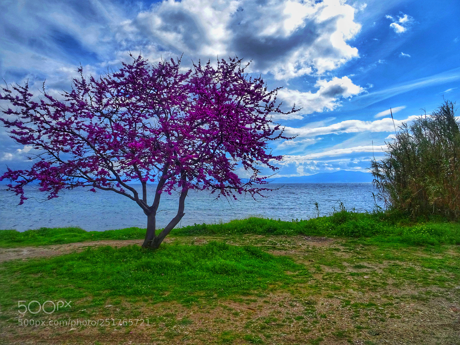 Sony DSC-HX60 sample photo. My lovely lilac tree photography