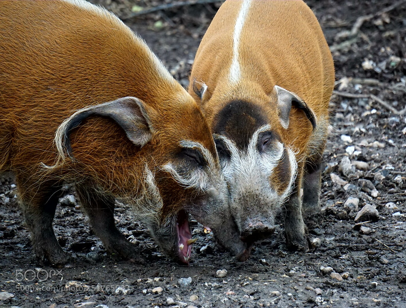 Sony a6000 sample photo. Red river hogs photography