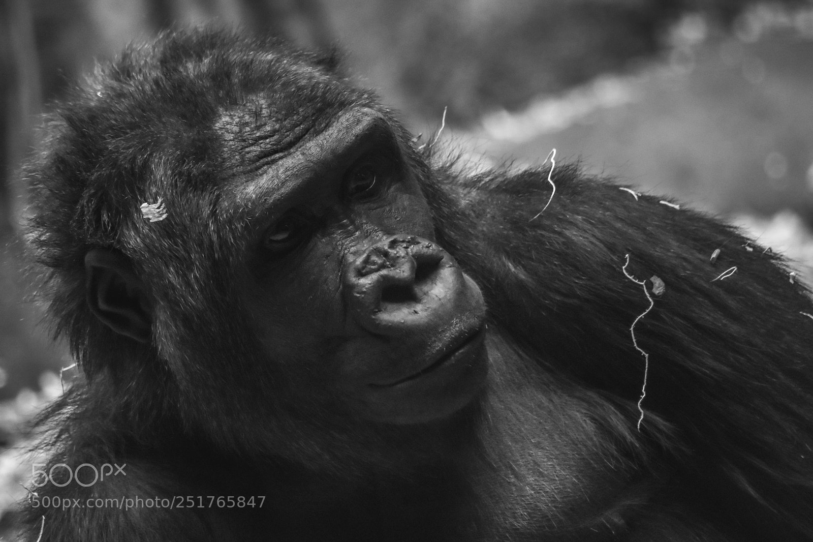 Nikon D7200 sample photo. Gorilla portraits photography