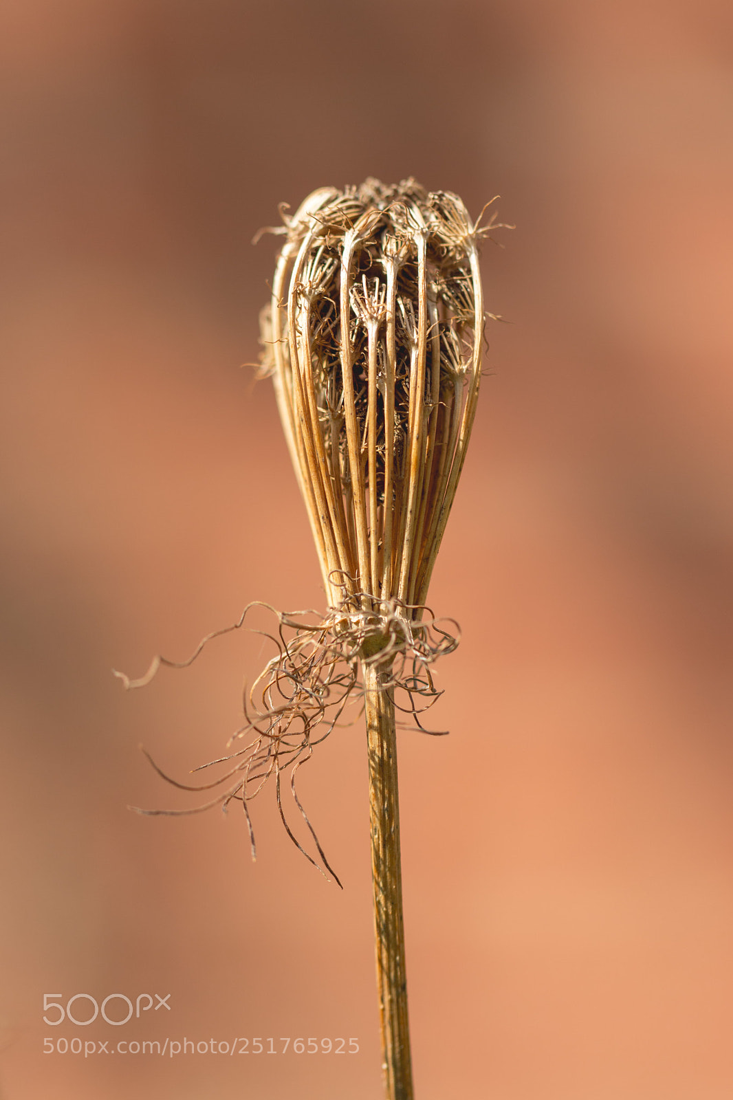 Canon EOS 70D sample photo. Seedhead structure photography