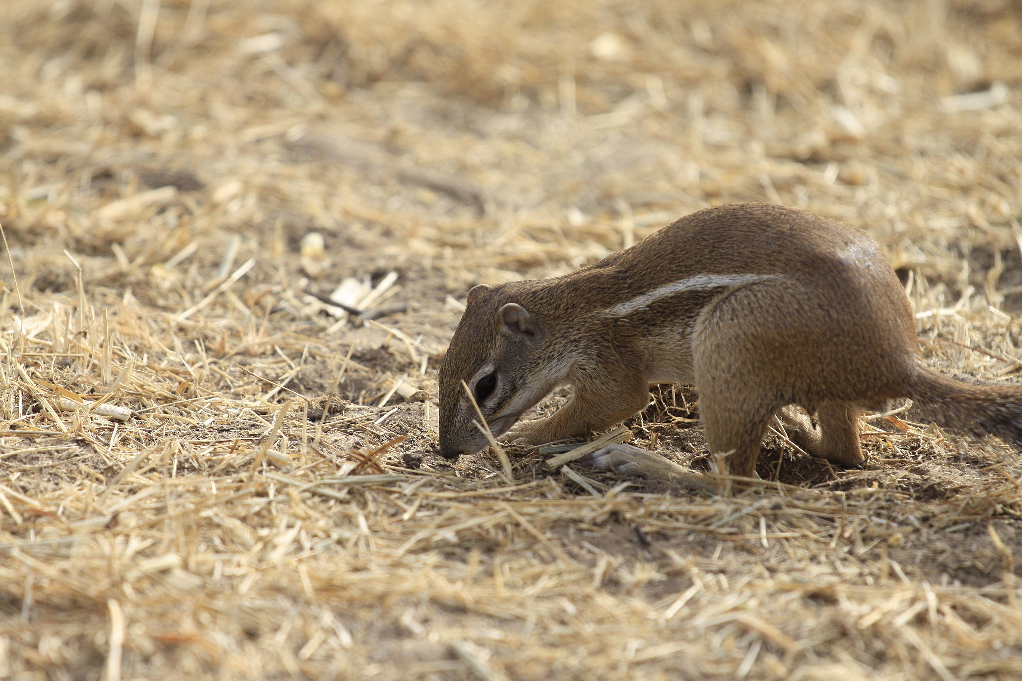 Canon EOS 50D + Canon EF 70-200mm F4L IS USM sample photo. Mg photography